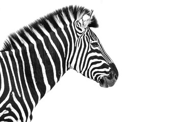 Fototapeta na wymiar zebra on white background