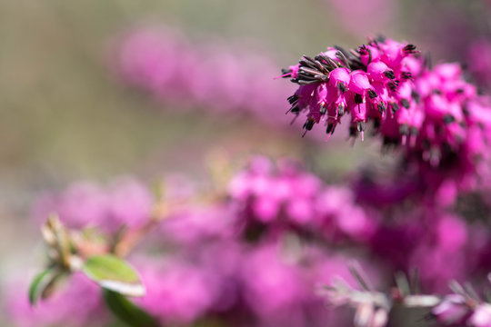 Beautiful purple flower, erica carnea flower, winter-flowering heather, spring or alpine heath, close up