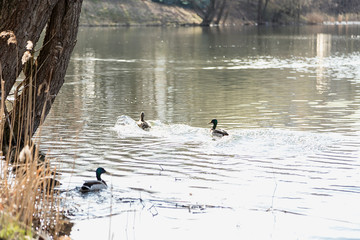 The ducks arrived in the spring. Ducks swim in the pond. Ducks near the shore. Female and male ducks. Beautiful plumage. Lake in the forest.