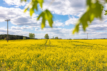 rapeseed field and blue sky with leaves in foreground