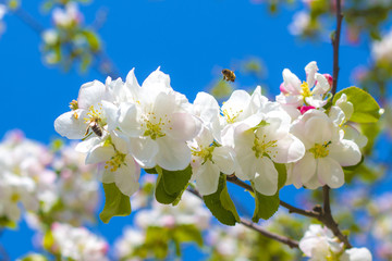 bees pollinates apple blossom on branches