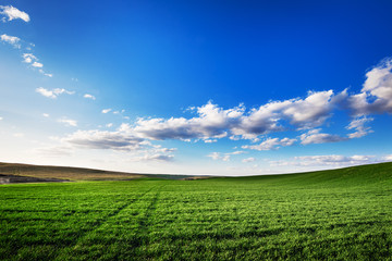 Obraz premium Green Field and Beautiful Sunset