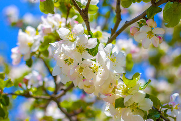 spring apple blossom on tree branches