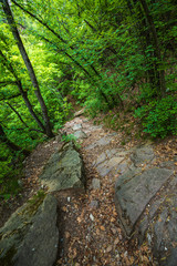 Obraz premium Mountain hiking trail leading through a forest full of fresh spring greenery in Appiano in Italian South Tyrol