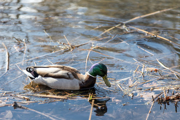 The ducks arrived in the spring. Ducks swim in the pond. Ducks near the shore. Female and male ducks. Beautiful plumage. Lake in the forest.
