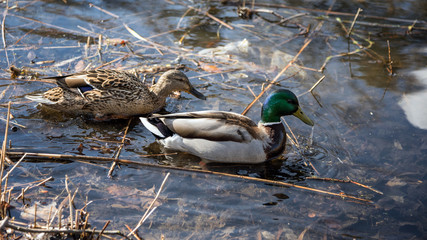 Male and female mallard duck swimming on a pond with green water while looking for food.