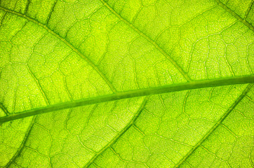 Plakat green avocado leaf, macro close up of a blade