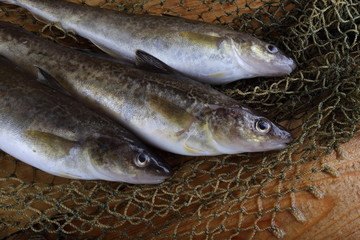 Saffron cod on net