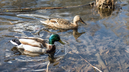 Male and female mallard duck swimming on a pond with green water while looking for food.