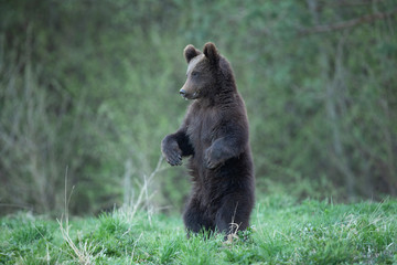 Bär