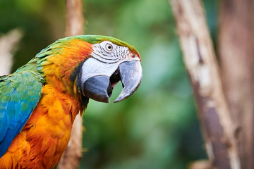 Blue-and-yellow macaw head closeup (Ara ararauna), exotic bird