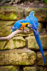 Two Blue-and-yellow macaw sitting on a branch (Ara ararauna), exotic birds