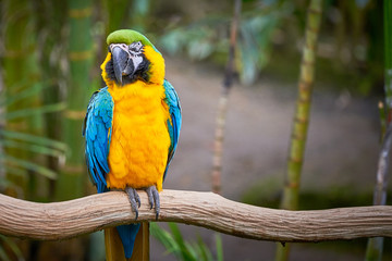 Blue-and-yellow macaw sitting on a branch (Ara ararauna), exotic bird