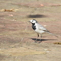 wagtail