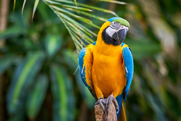 Blue-and-yellow macaw sitting on a branch (Ara ararauna), exotic bird