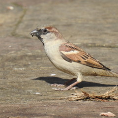 tree sparrow