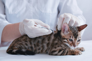 The veterinarian vaccinates the kitten. Subcutaneous injection. Treatment. A coronavirus...