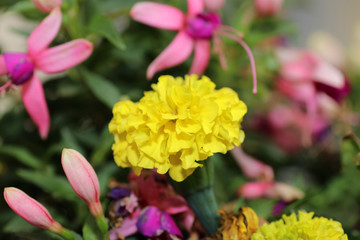 yellow and purple flowers