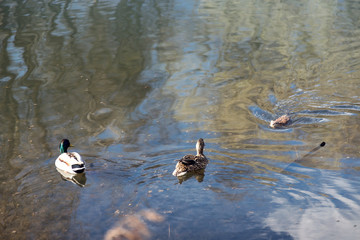 The ducks arrived in the spring. Ducks swim in the pond. Ducks near the shore. Female and male ducks. Beautiful plumage. Lake in the forest.
