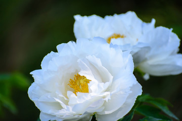 Obraz premium 牡丹