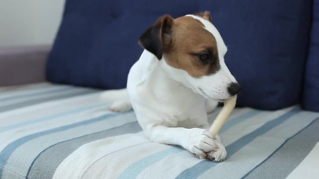 Jack Russell Terrier lying on sofa with bone is waiting at home the owner. Cheerful doggy playing with bone for dental heath. Smiling happy pet dog gnawing with pleasure bone of food. Dog nibbles bone