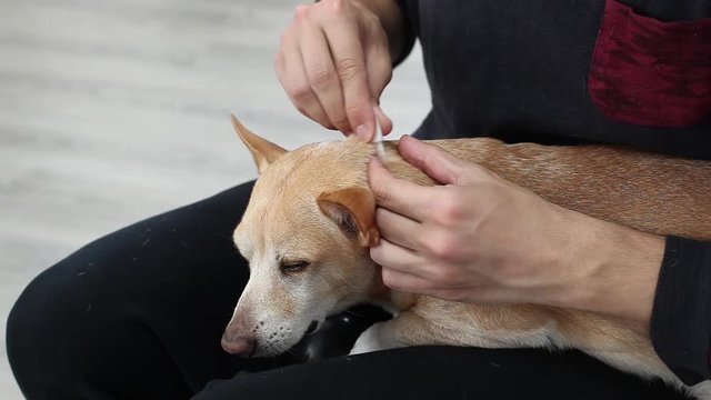 Hand of man dripping drops of remedy from fleas and ticks. Treatment of chihuahua dog from ticks, fleas, parasites at withers with drops. Apply medicine on dog fur closeup. prevention of ticks in dog
