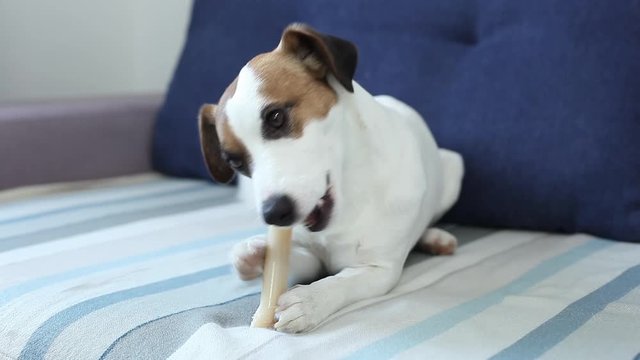 Jack Russell Terrier lying on sofa with bone is waiting at home the owner. Cheerful doggy playing with bone for dental heath. Smiling happy pet dog gnawing with pleasure bone of food. Dog nibbles bone