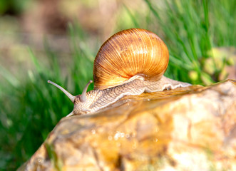 Grape snail on a stone on a blurred background, illuminated by the sun.