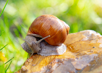 Grape snail on a stone on a blurred background, illuminated by the sun.