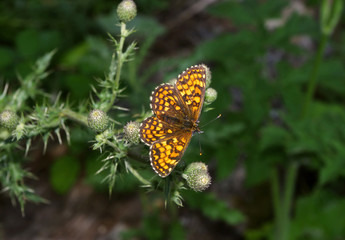 Papillon sur une fleur