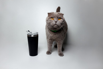 Lovable scottish fold cat stay on gray isolated background 