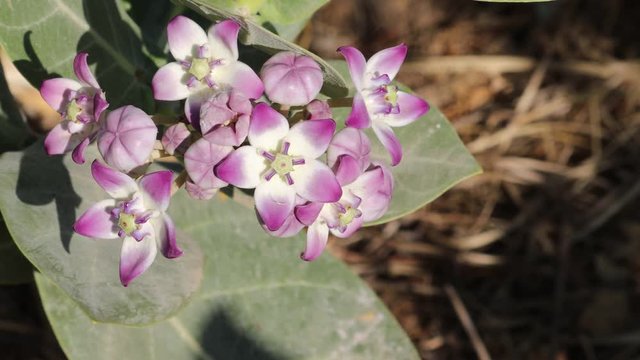 Calotropis gigantea, aak madar flowers