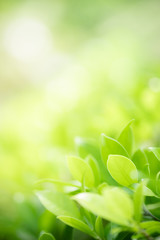 Amazing nature view of green leaf on blurred greenery background in garden and sunlight with copy space using as background natural green plants landscape, ecology, fresh wallpaper concept.