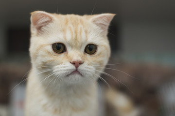 close up cute cat on abstract blur background 