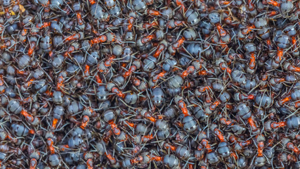 Ants close-up, Background of red forest ant colony