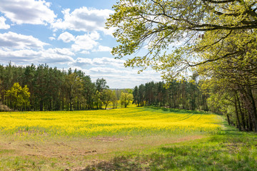 spring landscape with yellow rape flowers