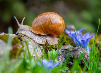 A large grape snail on a stump and blue flowers.