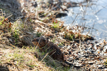 A small furry animal on the shore of a spring lake. Muskrat by the pond. Wet hair. Wildlife.