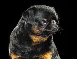 Brabancon, griffon, dog, Small dog, bird pit Brabancon, dog on a black background