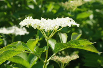 Bush of flowering elderberry in the wild