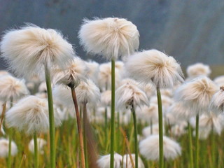 Fototapeta na wymiar White fluffy flowers in the mountains of Altay. Katun Ridge, Altai Mountain