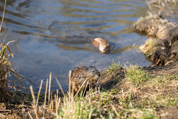 A small furry animal on the shore of a spring lake. Muskrat by the pond. Wet hair. Wildlife.