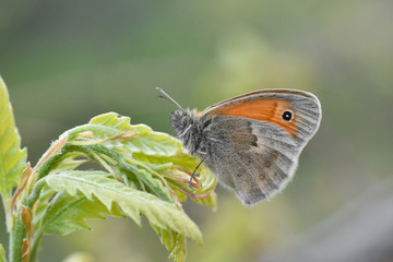 The Small Heath butterfly  on a leaf. Small orange butterfly Coenonympha pamphilus