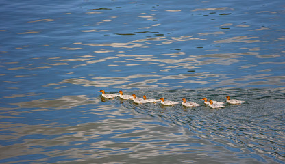 Duck family swimming in the river
