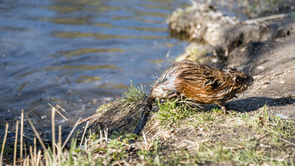 A small furry animal on the shore of a spring lake. Muskrat by the pond. Wet hair. Wildlife.