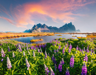 Captivating morning scene of Stokksnes cape with Vestrahorn (Batman Mountain) on background. Amazing summer sunrise view of Iceland with field of blooming lupine flowers.