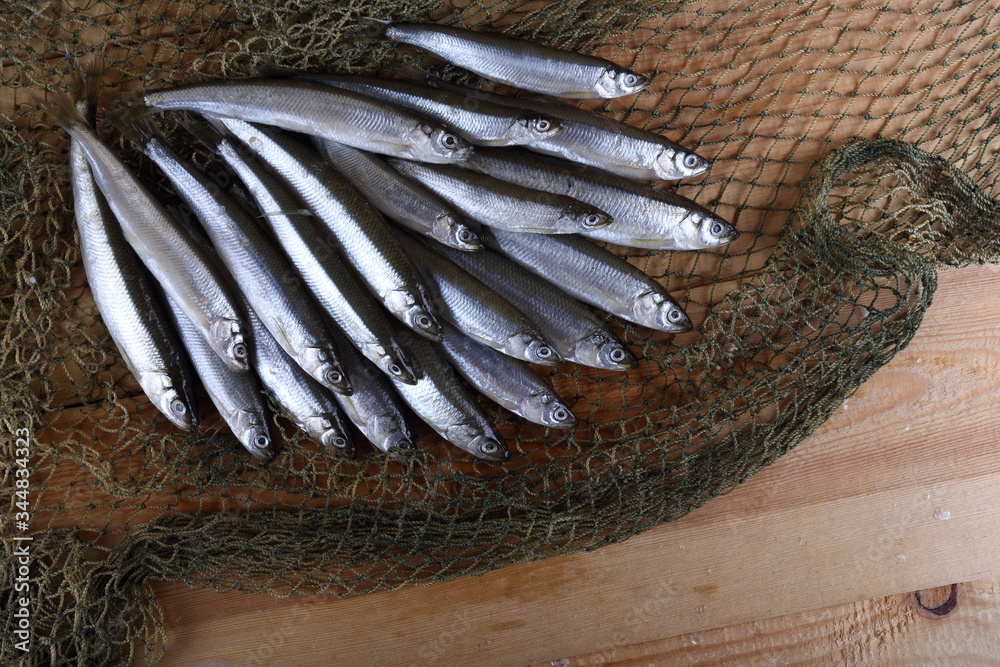 Poster smelt fishes on net. pacific smelt fish variety