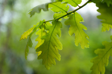 Green oak leaves. Smooth background.