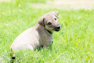 A Puppy playing in the green grass