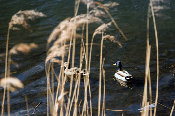 The ducks arrived in the spring. Ducks swim in the pond. Ducks near the shore. Female and male ducks. Beautiful plumage. Lake in the forest.

